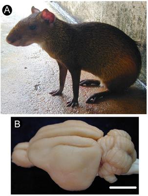 The Organization and Connections of Second Somatosensory Cortex in the Agouti